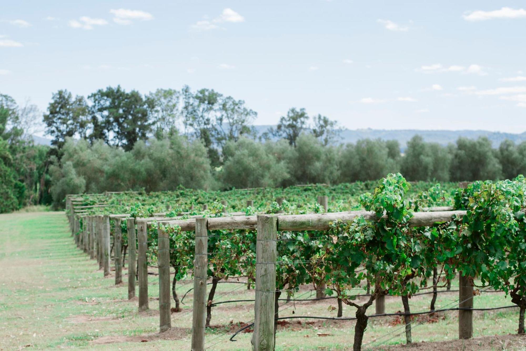 فندق Tranquil Vale Vineyard Luskintyre المظهر الخارجي الصورة